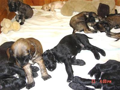 Afghan Hound Puppies for Sale